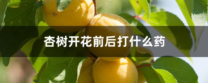 杏树开花前后打什么药 杏树开花前后打什么药
