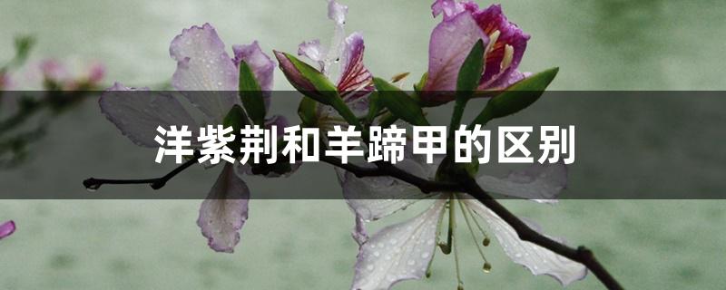 洋紫荆和羊蹄甲的区别 洋紫荆和羊蹄甲的区别