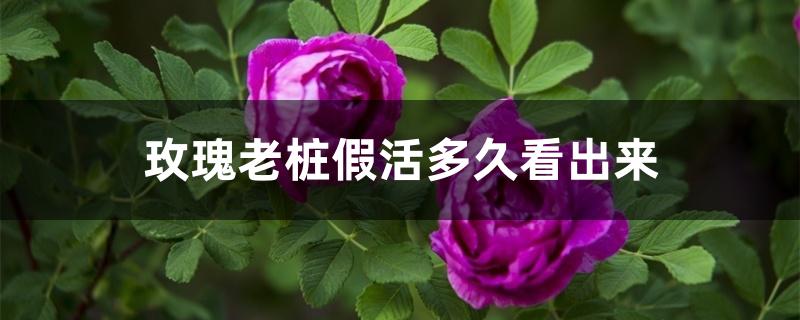 玫瑰老桩假活多久看出来 玫瑰老桩假活多久看出来