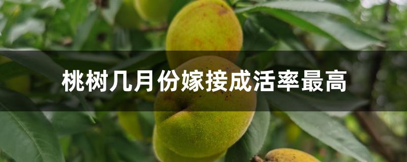 桃树几月份嫁接成活率最高 桃树几月份嫁接成活率最高