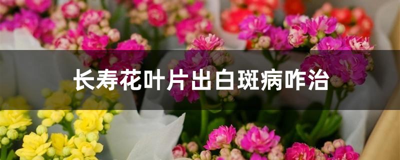 长寿花叶片出白斑病咋治 长寿花叶片出白斑病咋治