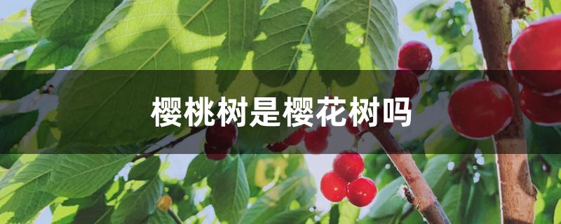 樱桃树是樱花树吗 樱桃树是樱花树吗