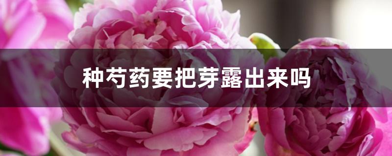 种芍药要把芽露出来吗 种芍药要把芽露出来吗