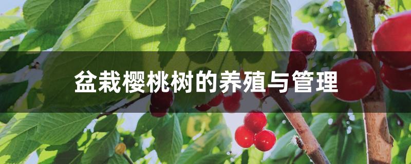 盆栽樱桃树的养殖与管理 盆栽樱桃树的养殖与管理