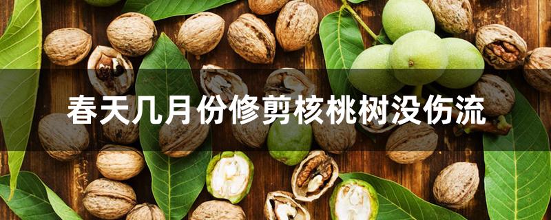 春天几月份修剪核桃树没伤流 春天几月份修剪核桃树没伤流