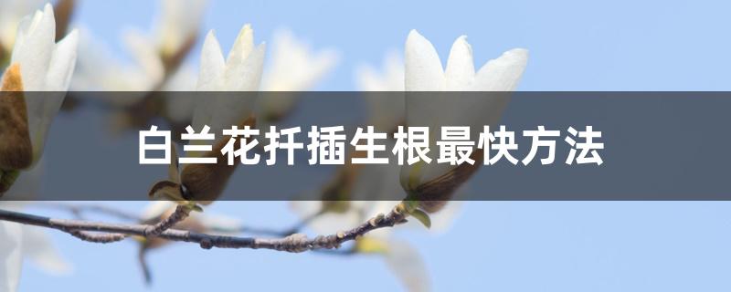 白兰花扦插生根最快方法 白兰花扦插生根最快方法