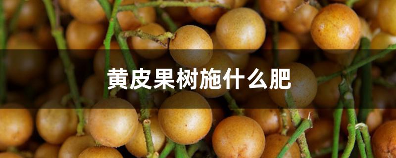 黄皮果树施什么肥 黄皮果树施什么肥