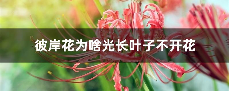 彼岸花为啥光长叶子不开花 彼岸花为啥光长叶子不开花