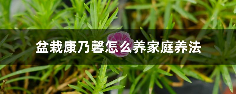 盆栽康乃馨怎么养家庭养法 盆栽康乃馨怎么养家庭养法