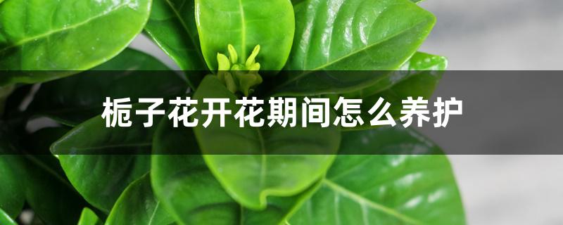 栀子花开花期间怎么养护 栀子花开花期间怎么养护