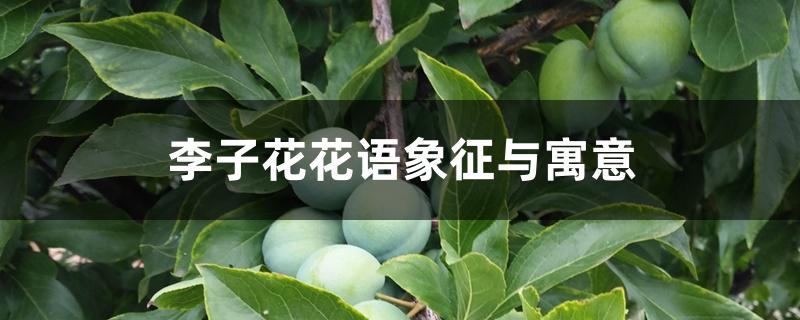 李子花花语象征与寓意 李子花花语象征与寓意