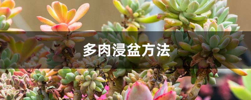 多肉浸盆方法 多肉浸盆方法