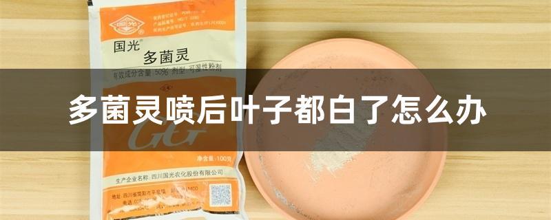 多菌灵喷后叶子都白了怎么办 多菌灵喷后叶子都白了怎么办