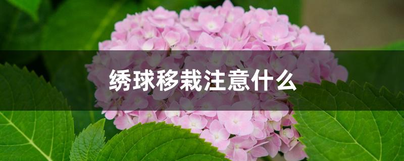 绣球移栽注意什么 绣球移栽注意什么
