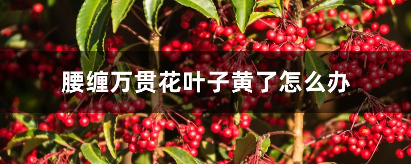 腰缠万贯花叶子黄了怎么办 腰缠万贯花叶子黄了怎么办