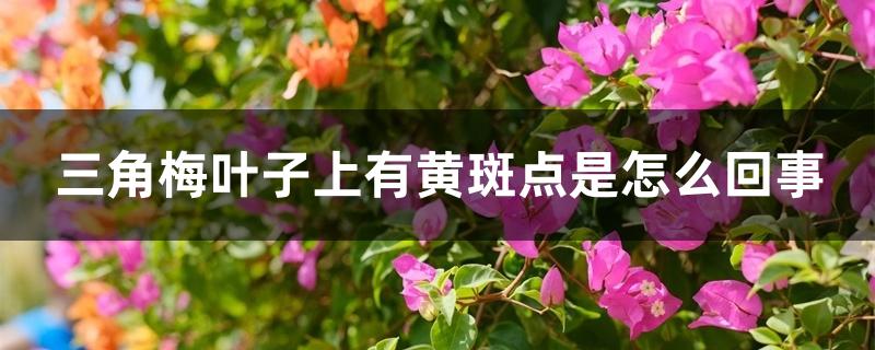 三角梅叶子上有黄斑点是怎么回事 三角梅叶子上有黄斑点是怎么回事