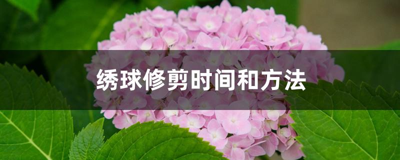 绣球修剪时间和方法 绣球修剪时间和方法