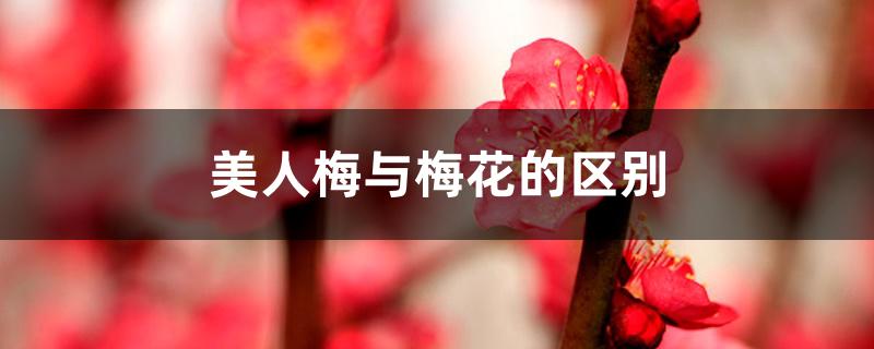 美人梅与梅花的区别 美人梅与梅花的区别