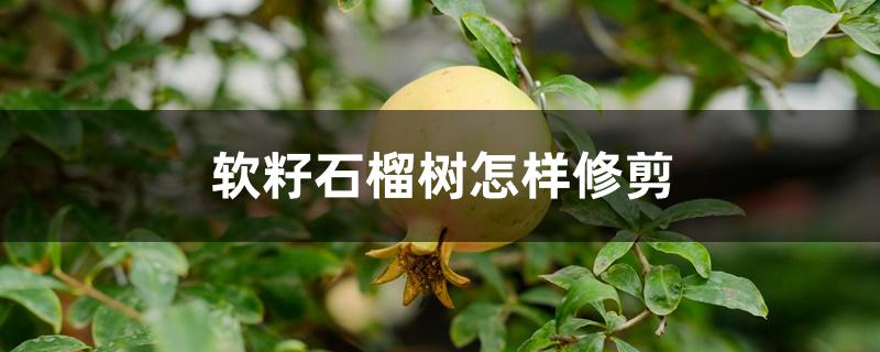 软籽石榴树怎样修剪 软籽石榴树怎样修剪