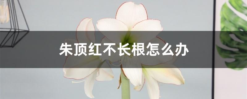 朱顶红不长根怎么办 朱顶红不长根怎么办