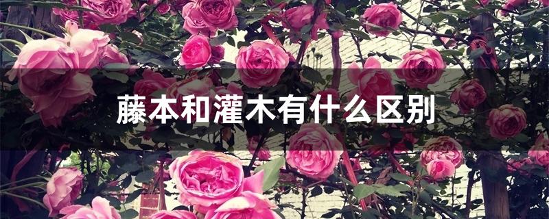 藤本和灌木有什么区别 藤本和灌木有什么区别