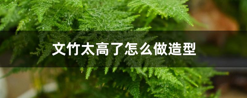 文竹太高了怎么做造型 文竹太高了怎么做造型