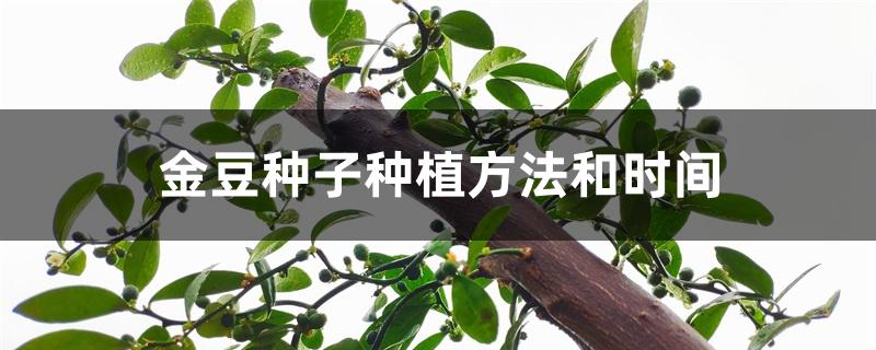 金豆种子种植方法和时间 金豆种子种植方法和时间