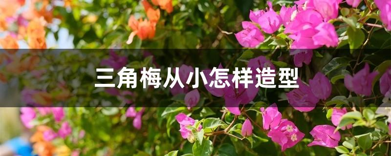 三角梅从小怎样造型 三角梅从小怎样造型