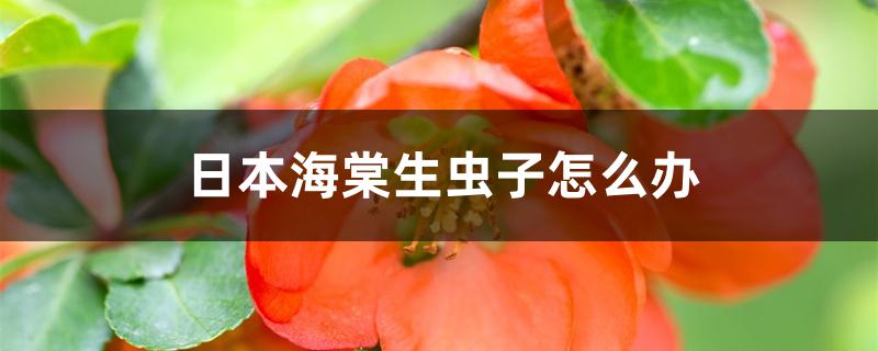 日本海棠生虫子怎么办 日本海棠生虫子怎么办