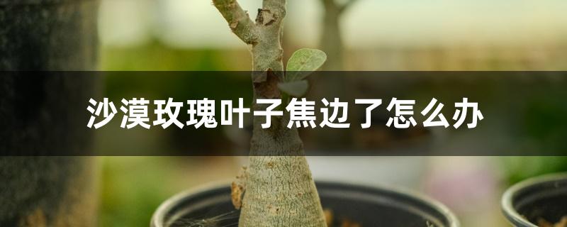 沙漠玫瑰叶子焦边了怎么办 沙漠玫瑰叶子焦边了怎么办