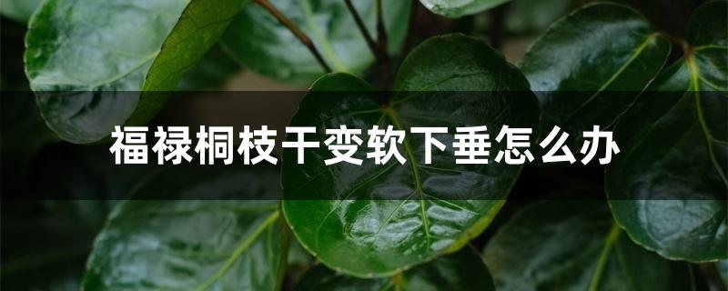 福禄桐枝干变软下垂怎么办 福禄桐枝干变软下垂怎么办