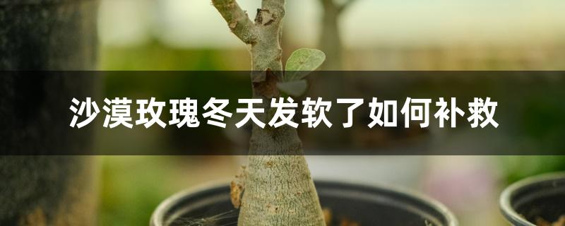 沙漠玫瑰冬天发软了如何补救 沙漠玫瑰冬天发软了如何补救