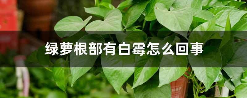 绿萝根部有白霉怎么回事