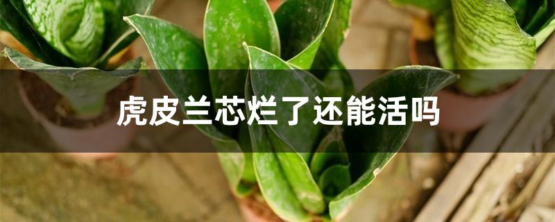 虎皮兰芯烂了还能活吗 虎皮兰芯烂了还能活吗