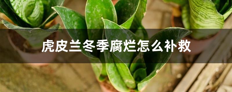 虎皮兰冬季腐烂怎么补救 虎皮兰冬季腐烂怎么补救