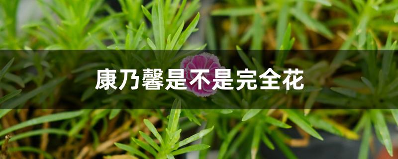 康乃馨是不是完全花