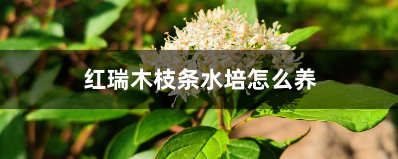 红瑞木枝条水培怎么养 红瑞木枝条水培怎么养