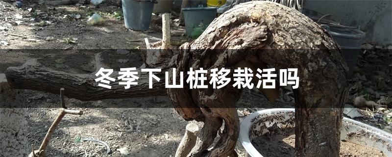 冬季下山桩移栽活吗 冬季下山桩移栽活吗