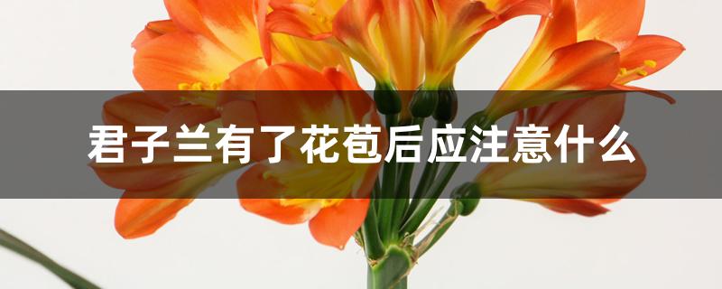 君子兰有了花苞后应注意什么 君子兰有了花苞后应注意什么