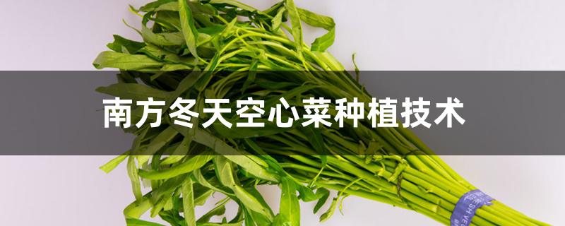 南方冬天空心菜种植技术 南方冬天空心菜种植技术