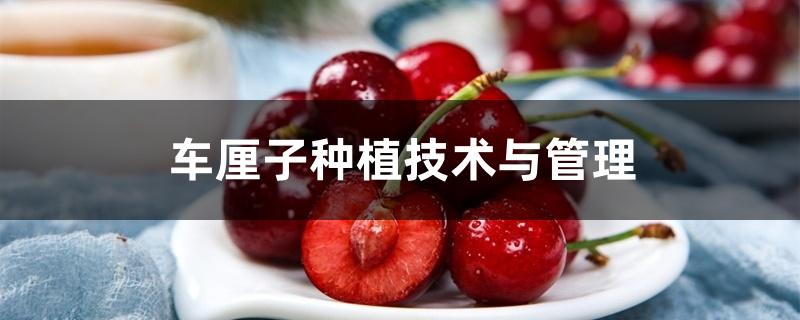 车厘子种植技术与管理 车厘子种植技术与管理
