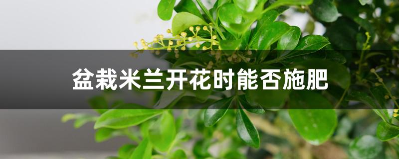 盆栽米兰开花时能否施肥 盆栽米兰开花时能否施肥