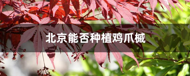 北京能否种植鸡爪槭 北京能否种植鸡爪槭