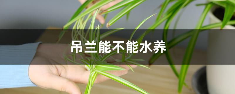 吊兰能不能水养 吊兰能不能水养