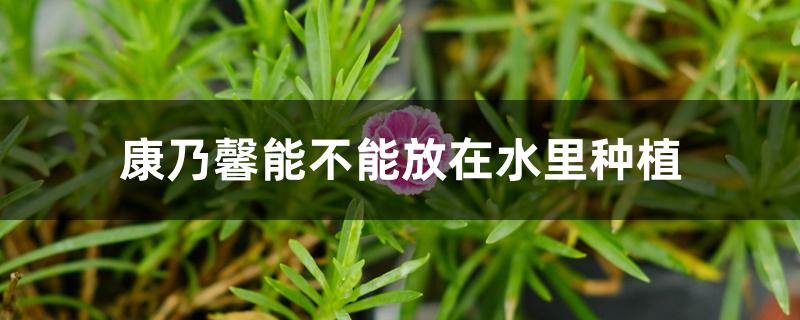 康乃馨能不能放在水里种植 康乃馨能不能放在水里种植