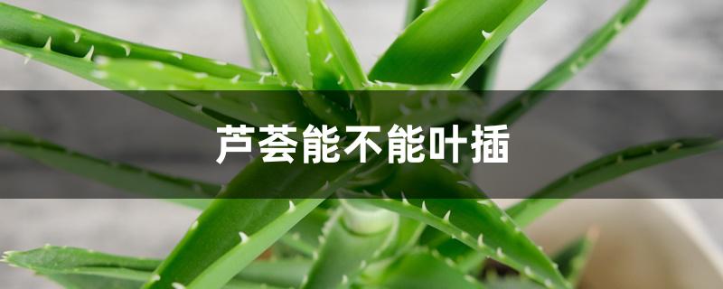 芦荟能不能叶插