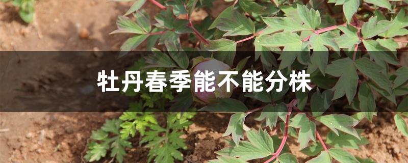 牡丹春季能不能分株 牡丹春季能不能分株