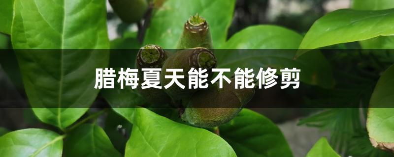 腊梅夏天能不能修剪 腊梅夏天能不能修剪