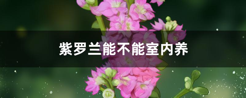 紫罗兰能不能室内养 紫罗兰能不能室内养