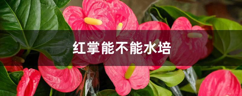 红掌能不能水培 红掌能不能水培